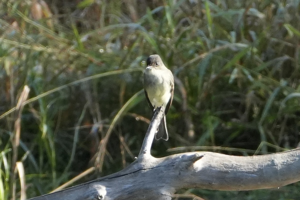 Eastern Phoebe - ML624534487