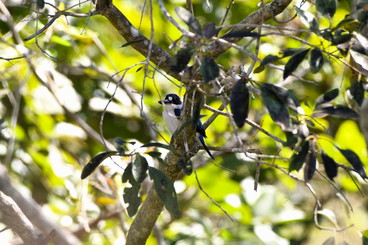 Forest Kingfisher - ML624534493