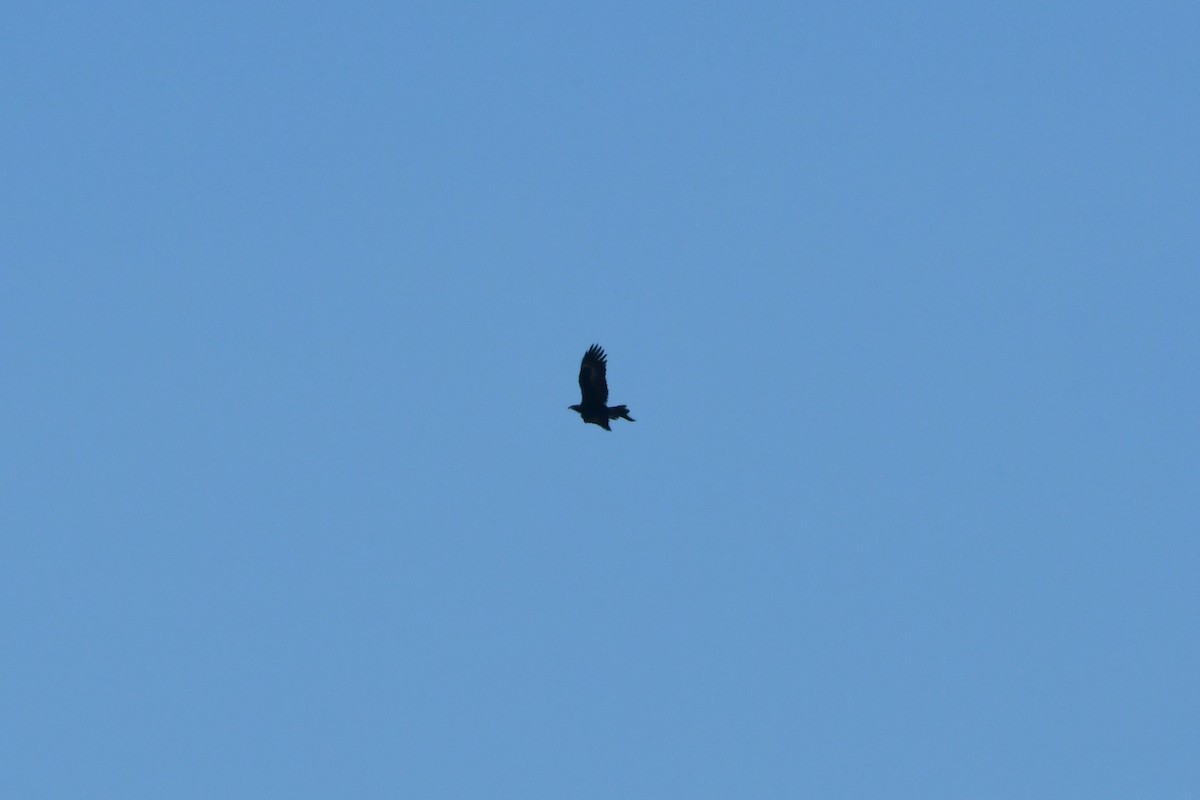 Wedge-tailed Eagle - ML624534496