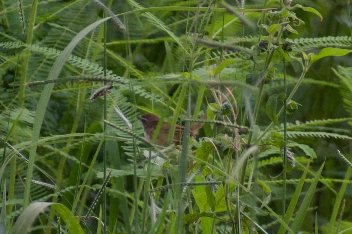 Hill Prinia - ML624534497