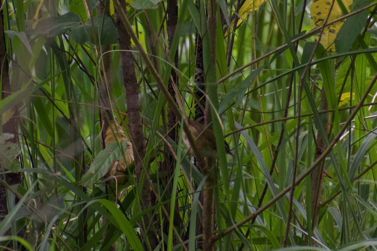 Hill Prinia - ML624534498