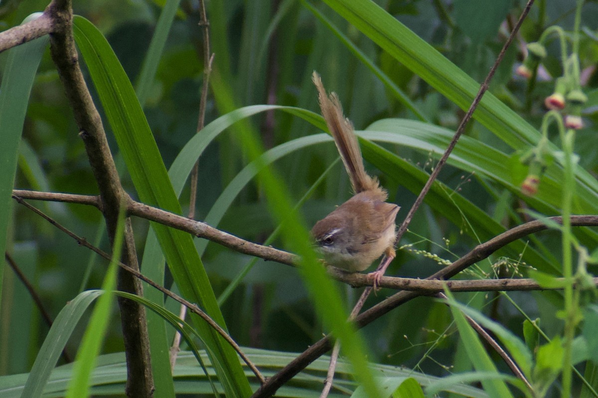 Hill Prinia - ML624534499
