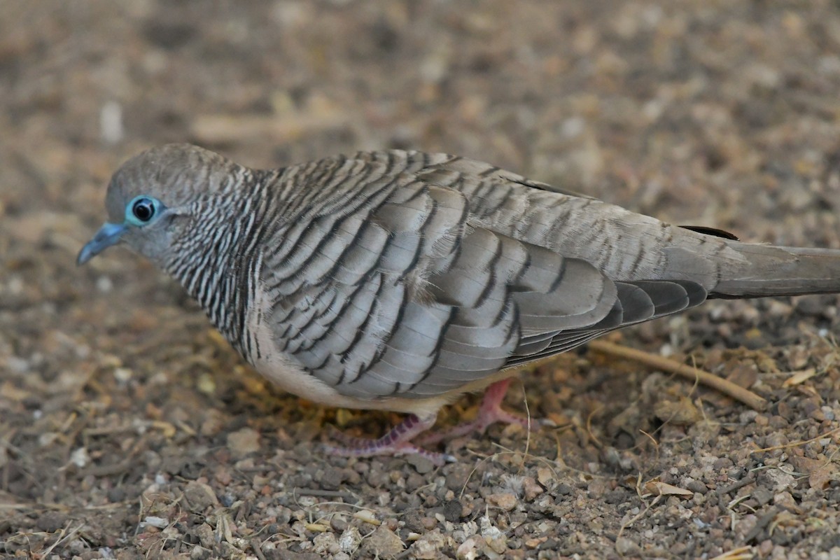 Peaceful Dove - ML624534500