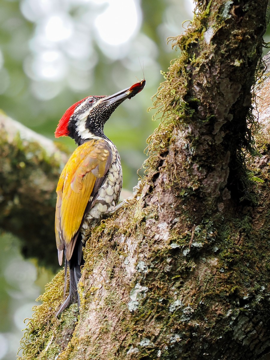 Black-rumped Flameback - ML624534501