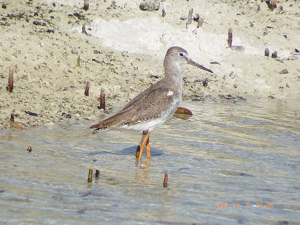 Common Redshank - ML624534507