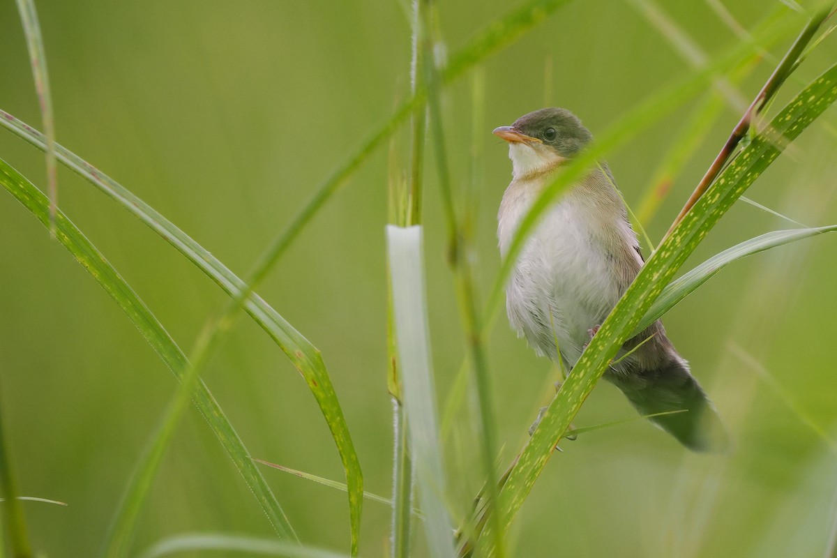 Broad-tailed Grassbird - ML624534511