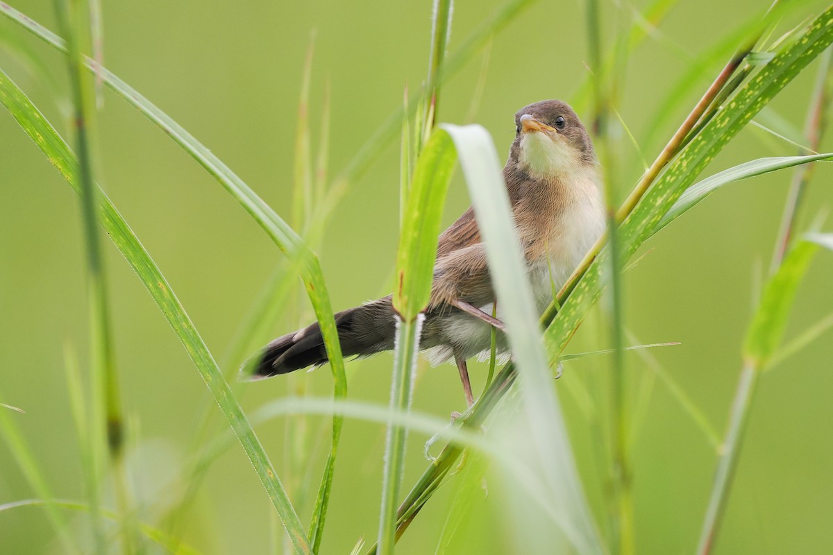 Broad-tailed Grassbird - ML624534512