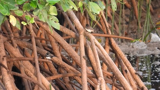 Ошейниковая веерохвостка - ML624534514