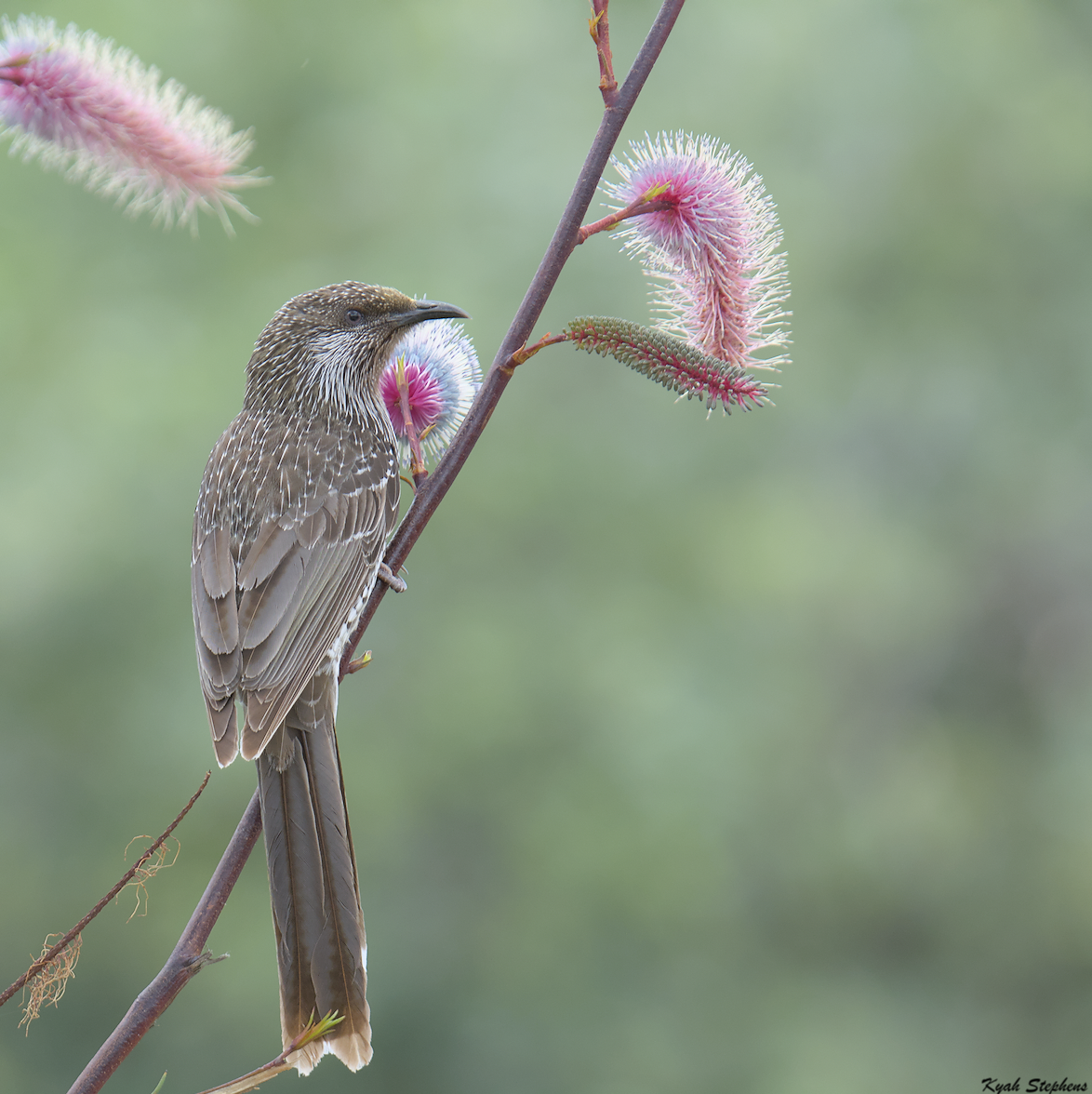 Little Wattlebird - ML624534534