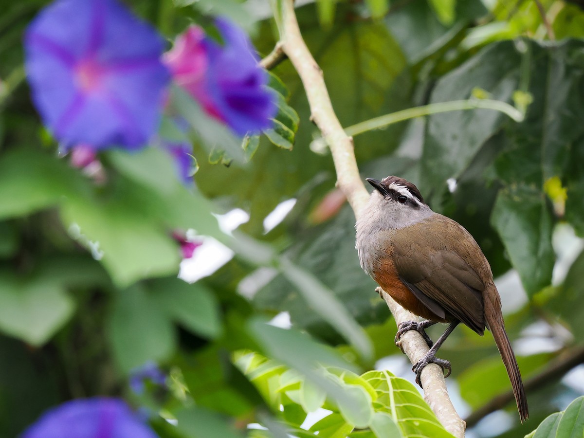 Palani Laughingthrush - ML624534538