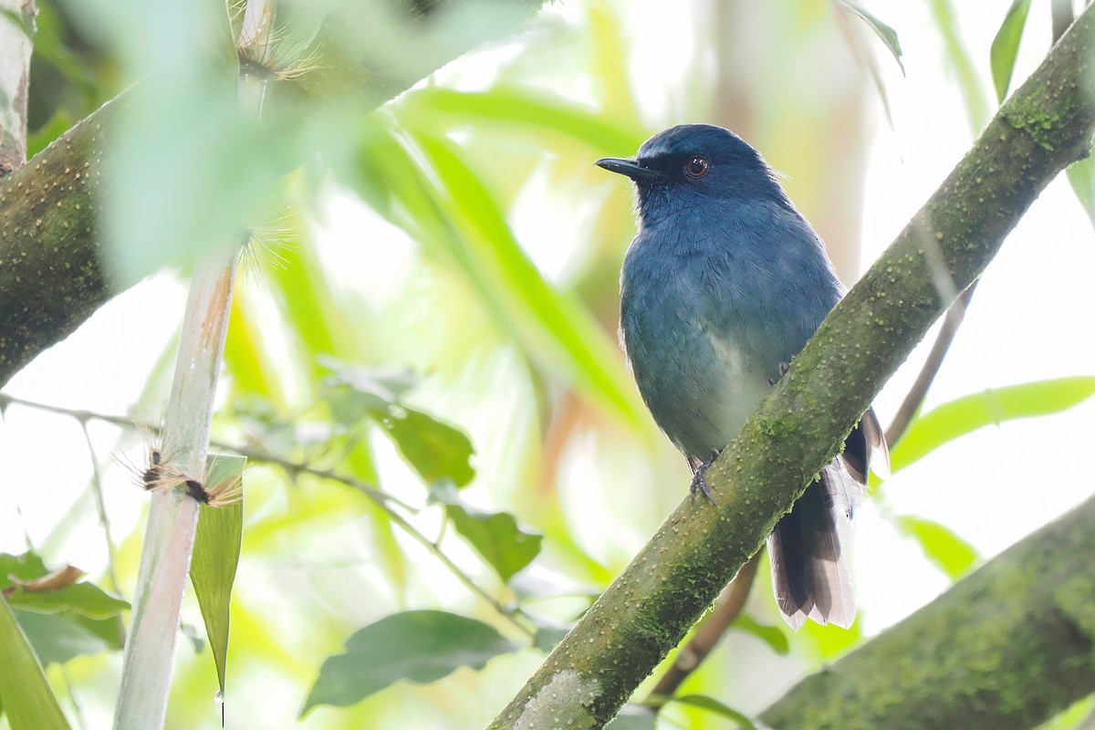 White-bellied Sholakili - ML624534549