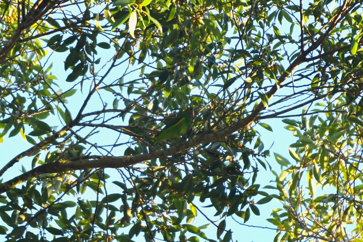 Double-eyed Fig-Parrot - ML624534568