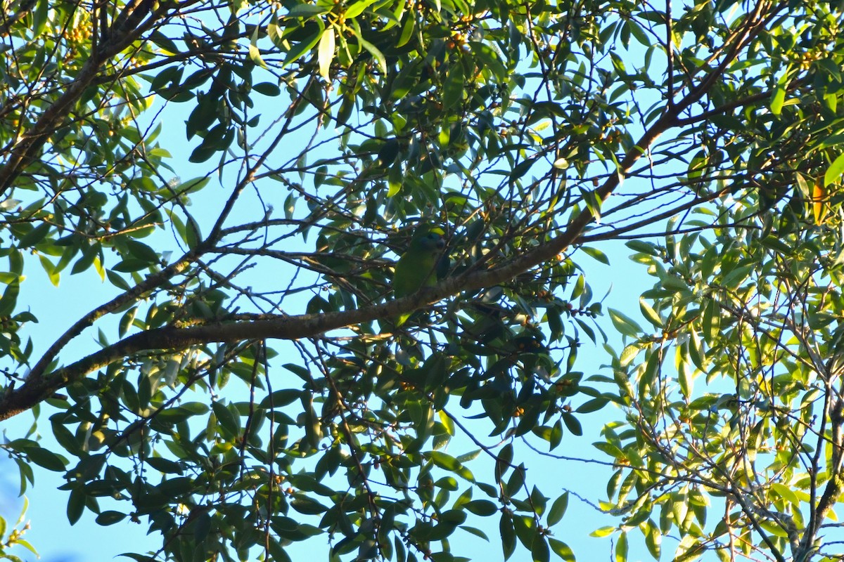 Double-eyed Fig-Parrot - ML624534569