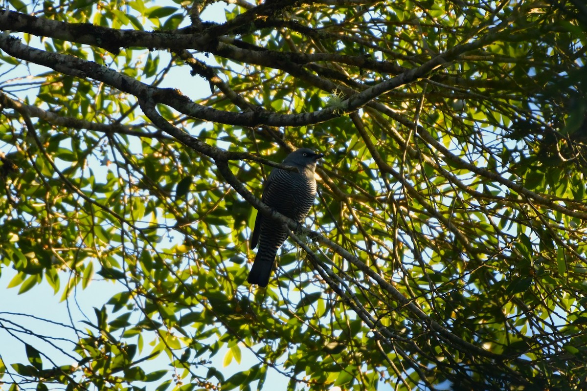 Barred Cuckooshrike - ML624534571