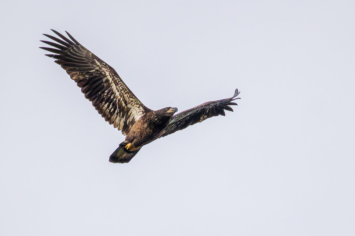 Bald Eagle - ML624534584