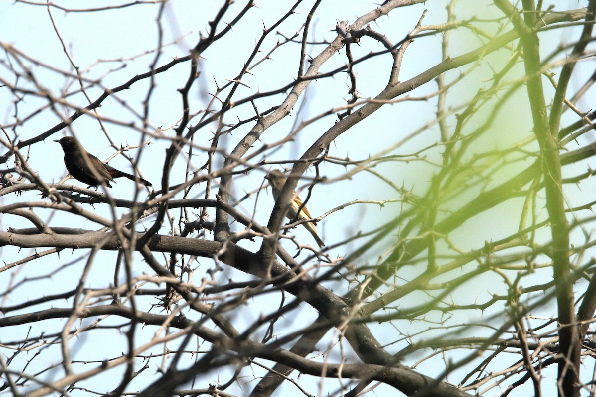 Yellow-throated Sparrow - Rajender Kumar