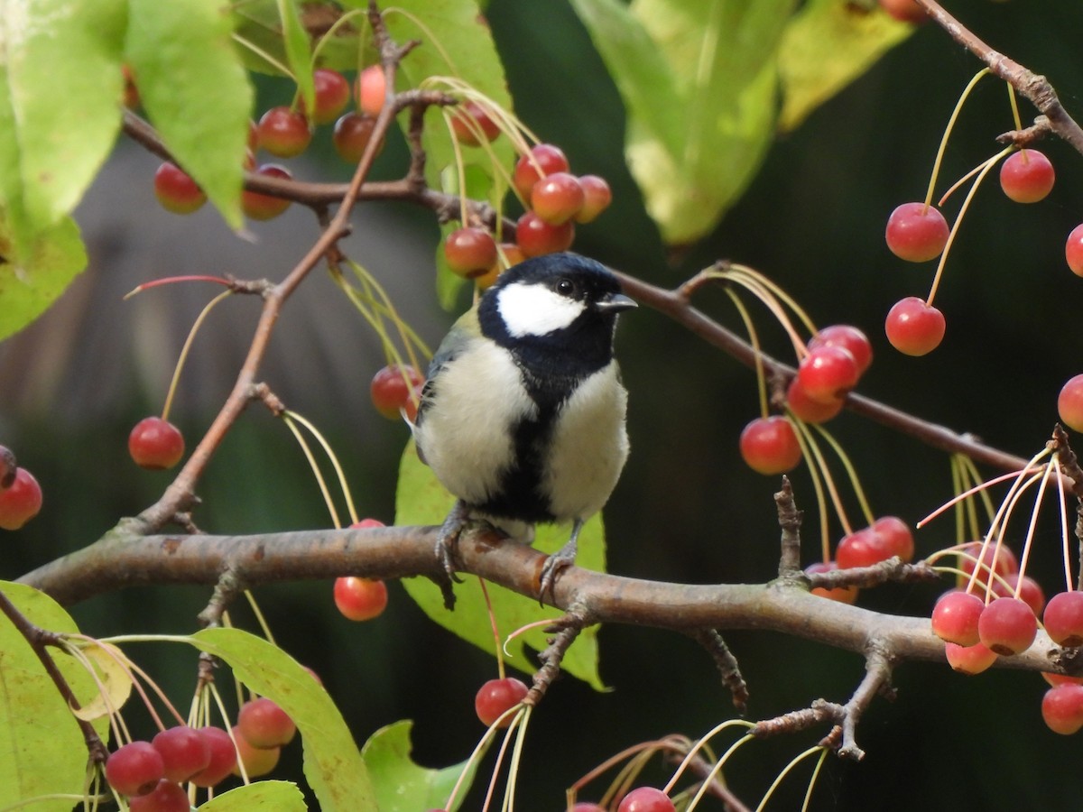 Japanese Tit - ML624534589