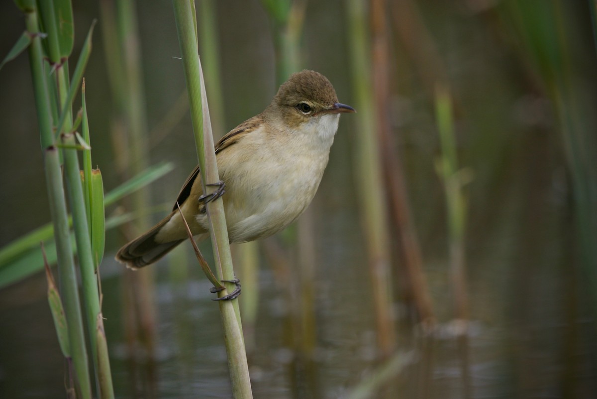 Australian Reed Warbler - ML624534592