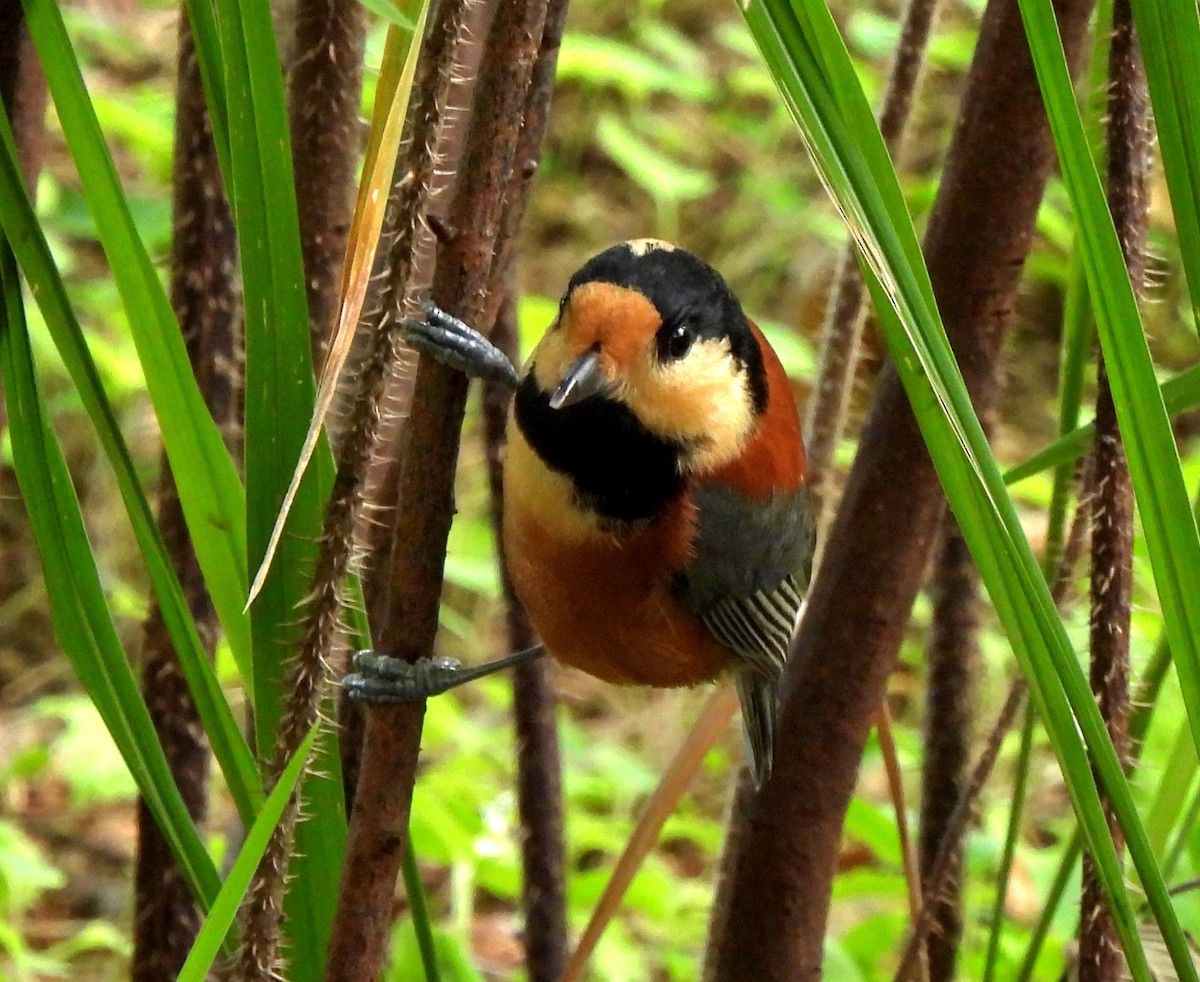 Varied Tit - ML624534593