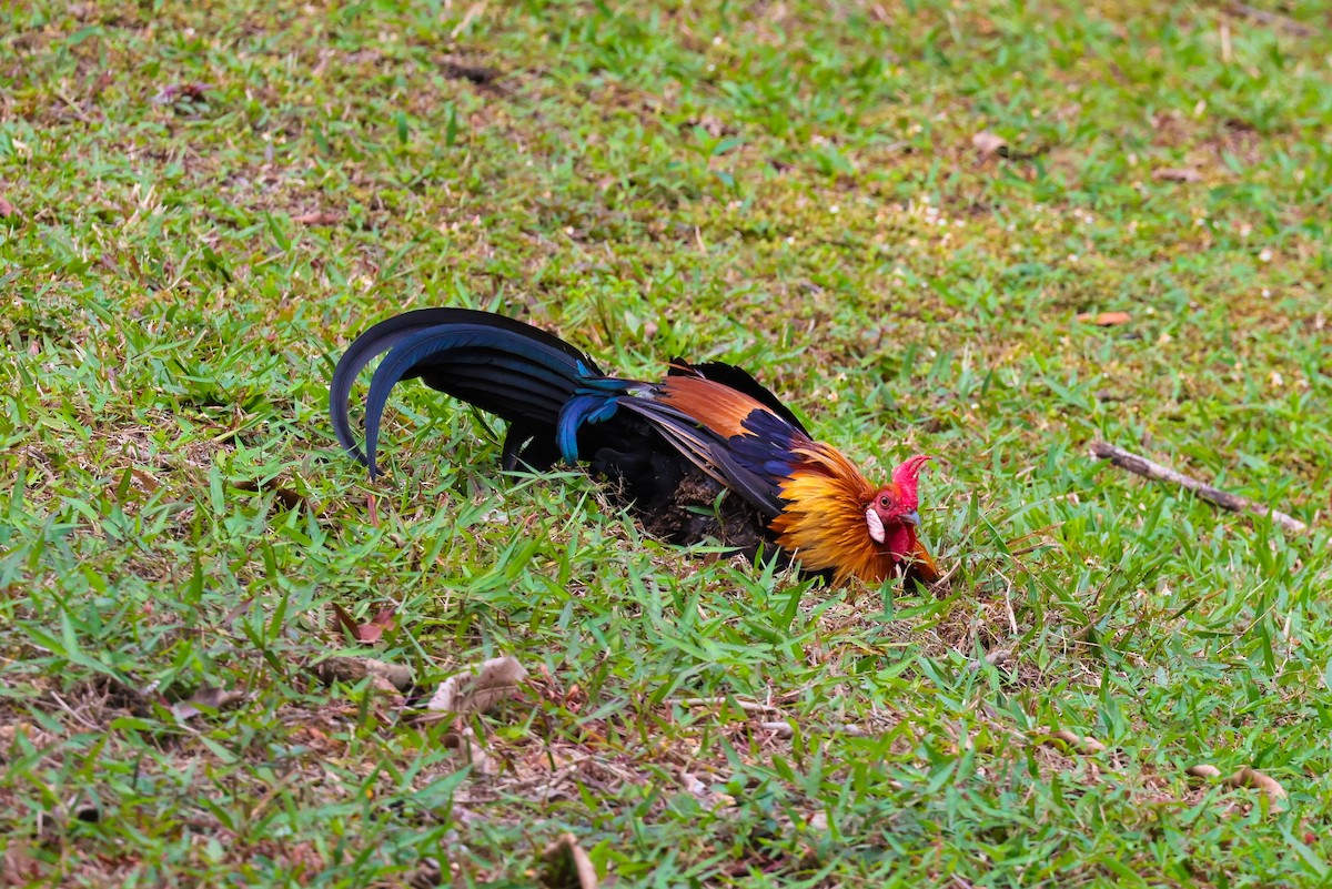 Red Junglefowl - ML624534598