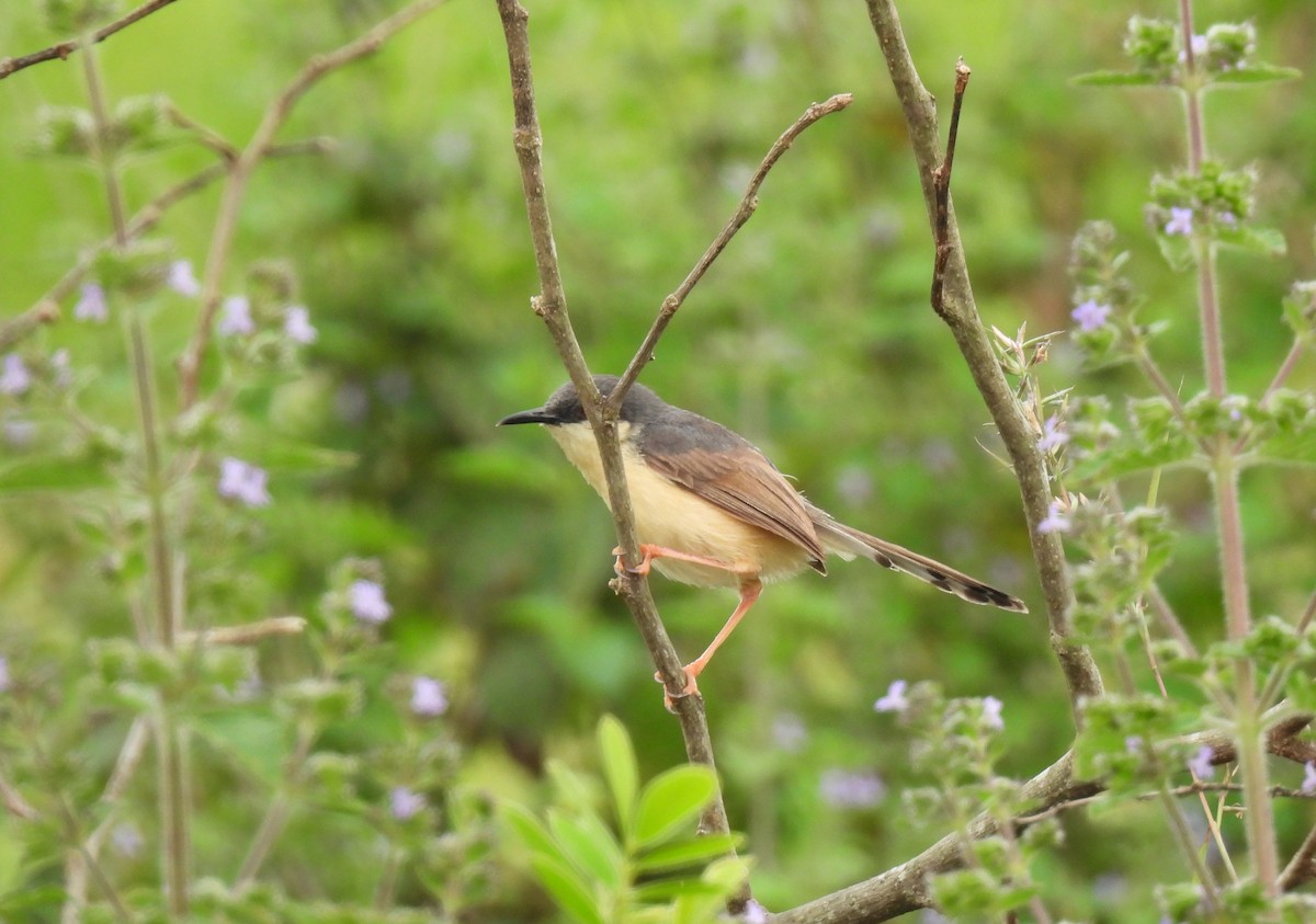 Ashy Prinia - ML624534606