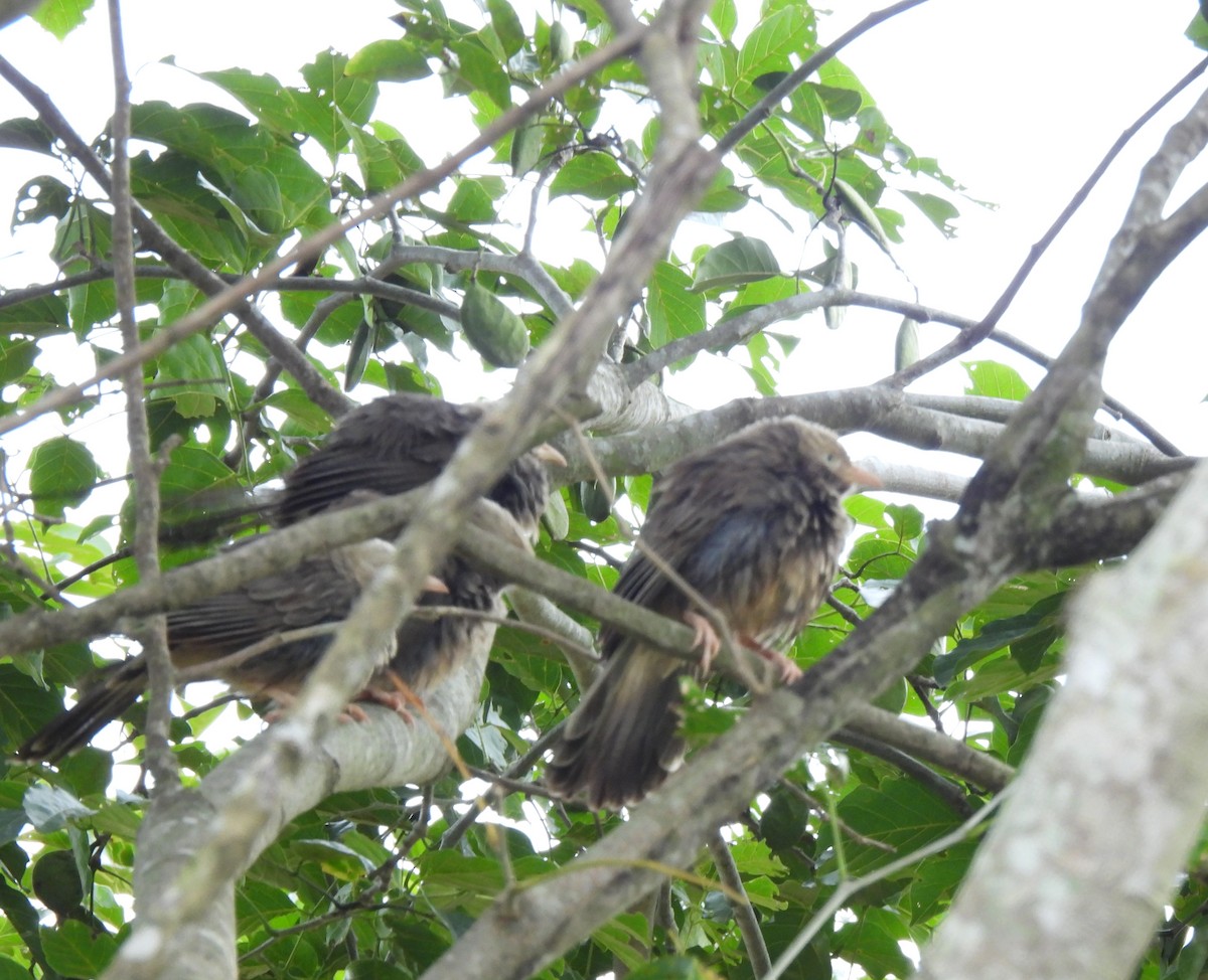 Yellow-billed Babbler - ML624534612