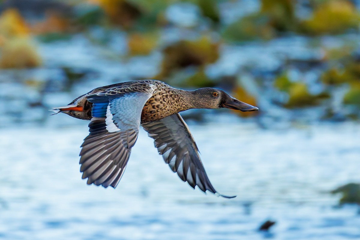 Northern Shoveler - ML624534650