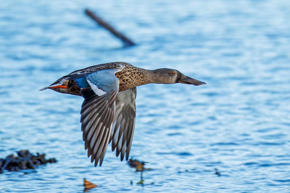 Northern Shoveler - ML624534651