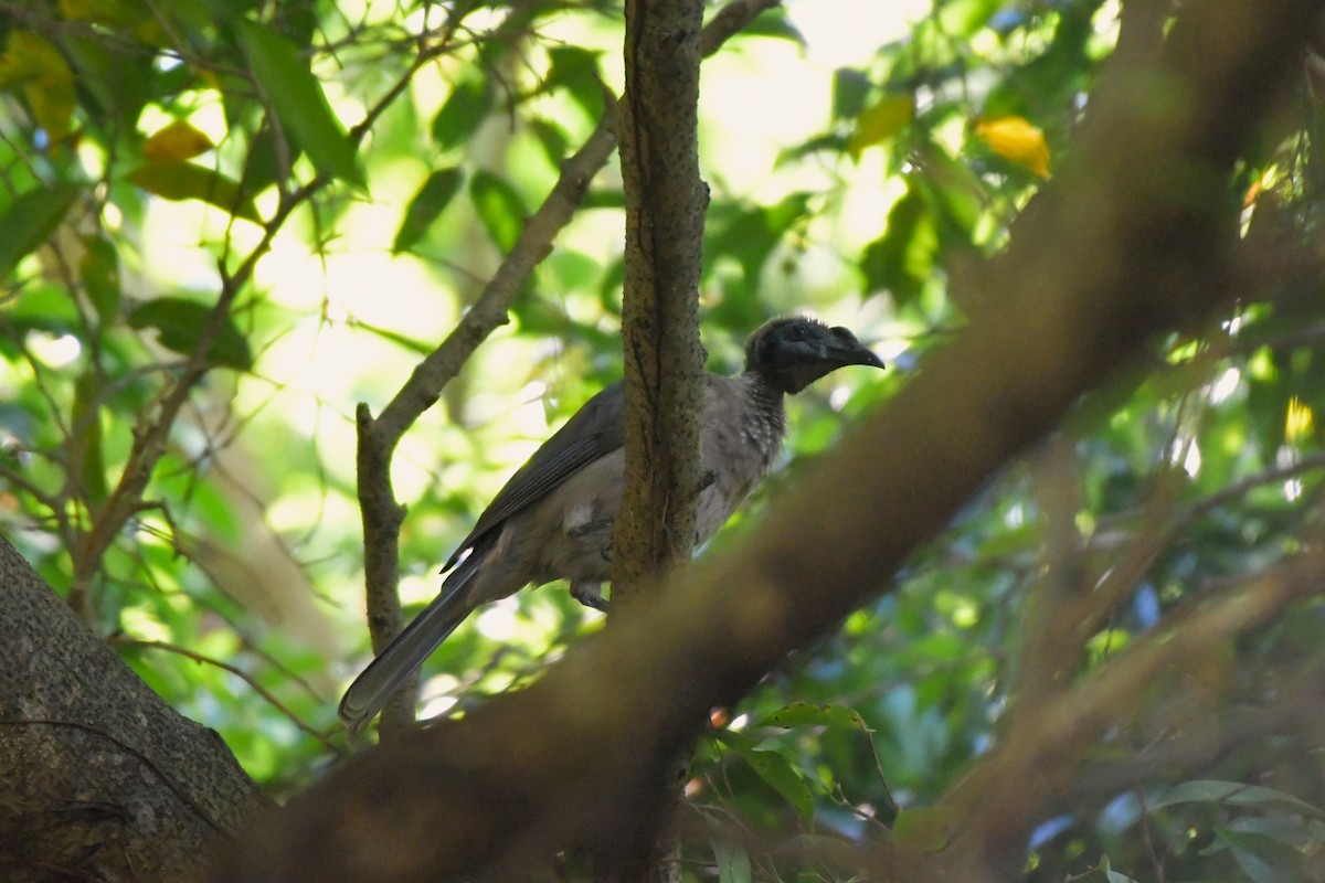 Helmeted Friarbird (Hornbill) - ML624534662