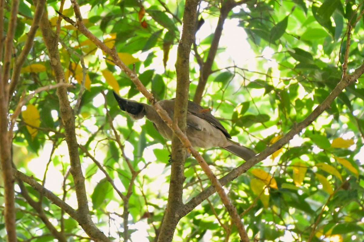 Helmeted Friarbird (Hornbill) - ML624534663