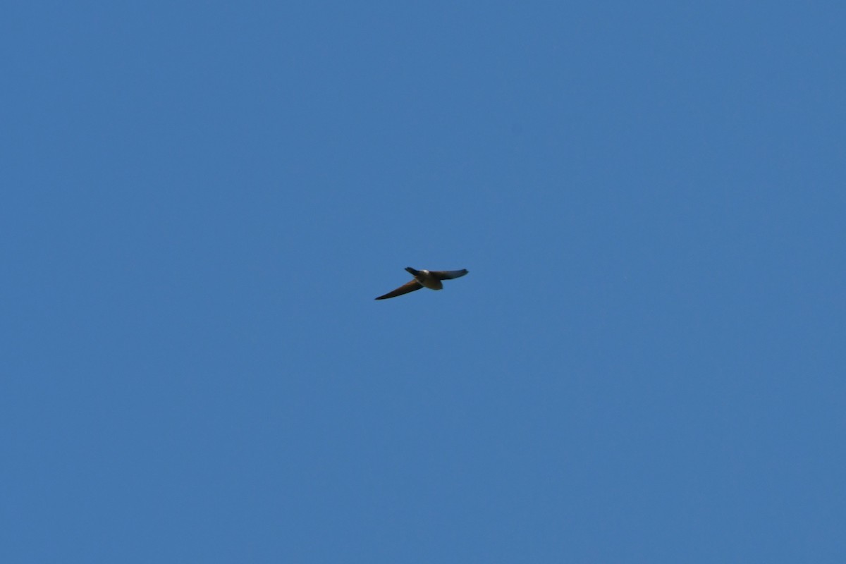 Australian Swiftlet - ML624534669