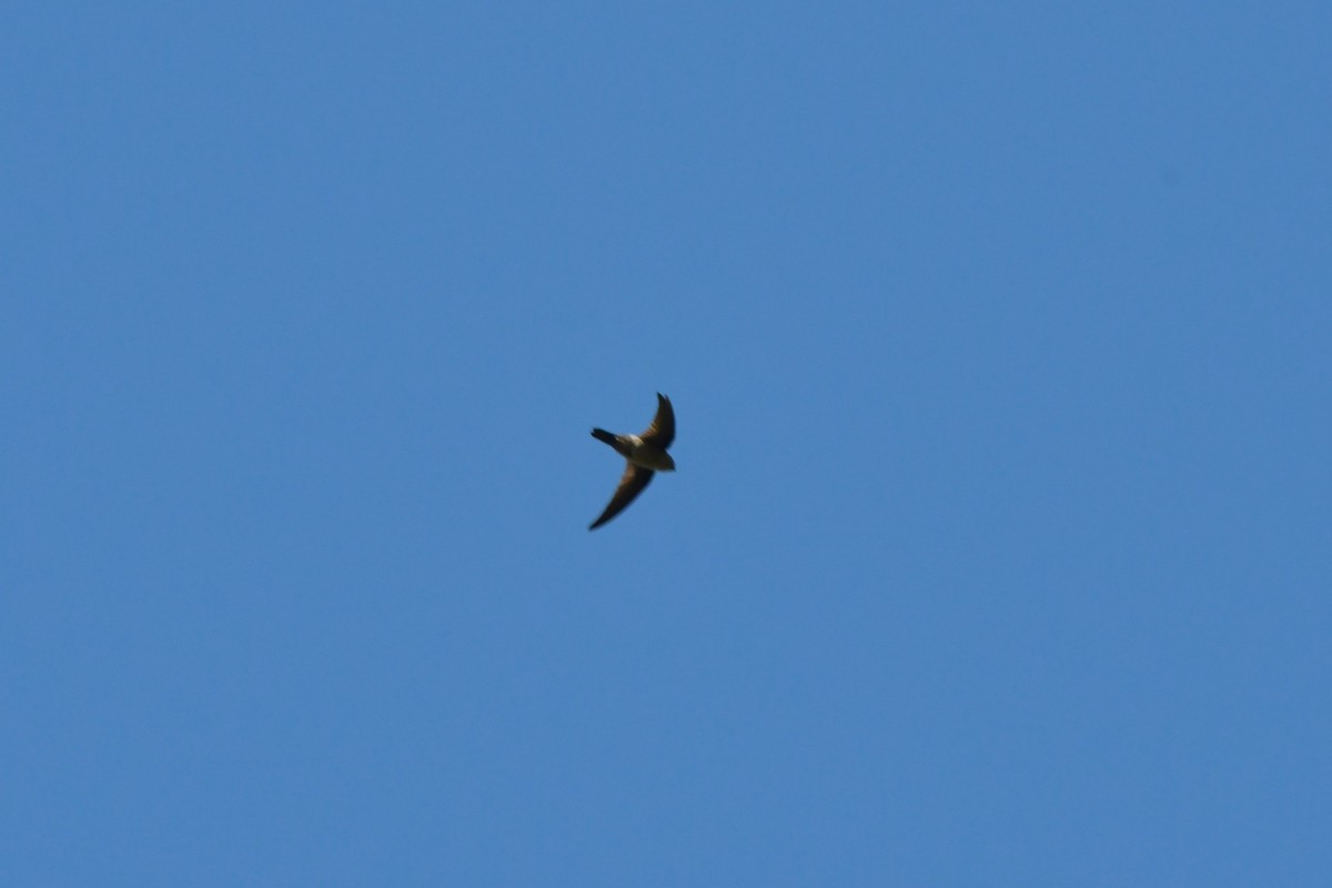 Australian Swiftlet - ML624534670