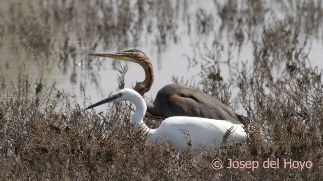 Purple Heron (Purple) - ML624534685