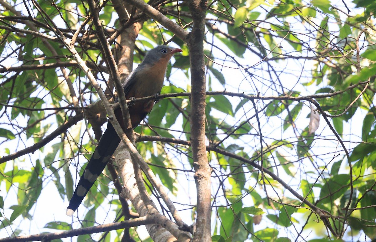 Red-billed Malkoha - ML624534720