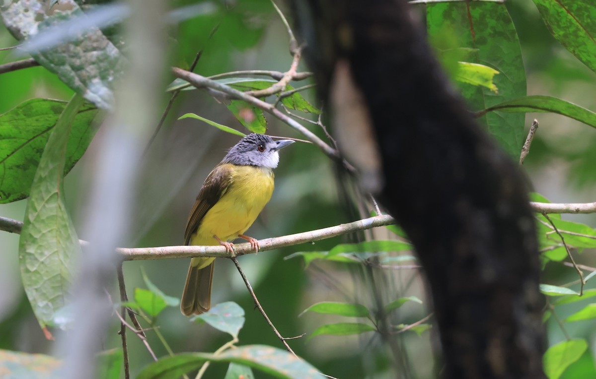 Yellow-bellied Bulbul - ML624534742