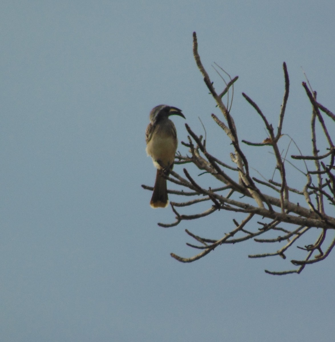 zoborožec šedý - ML624534747