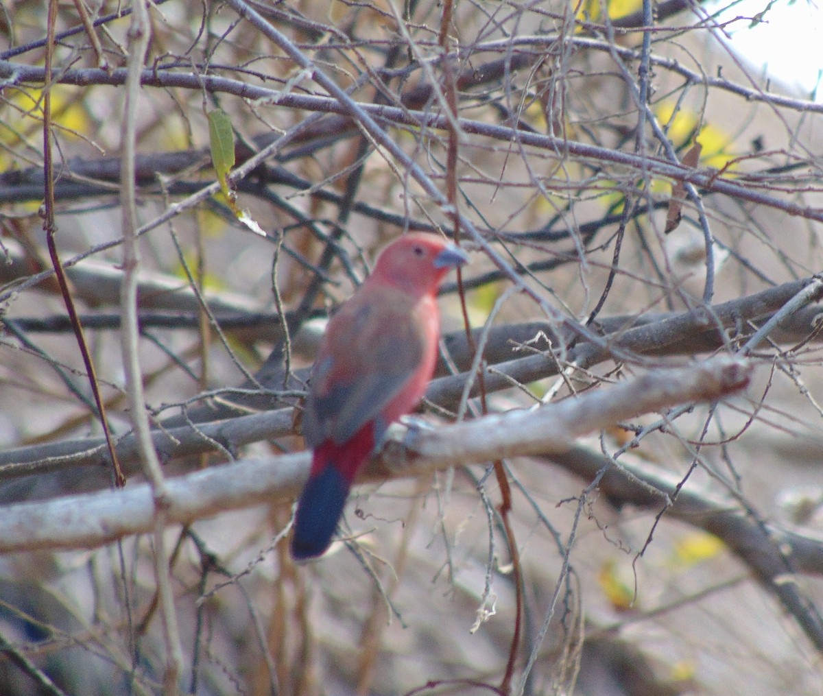 Red-billed Firefinch - ML624534766