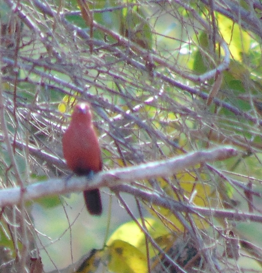 Red-billed Firefinch - ML624534767