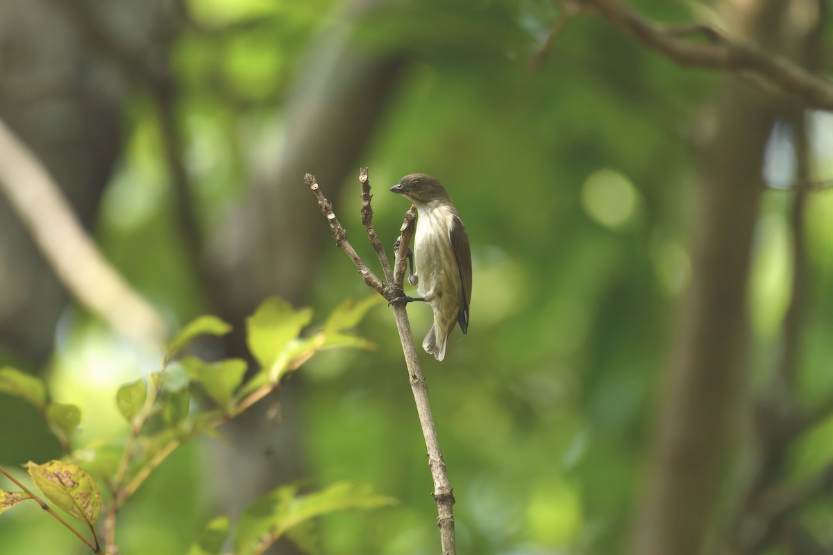 Thick-billed Flowerpecker - ML624534768