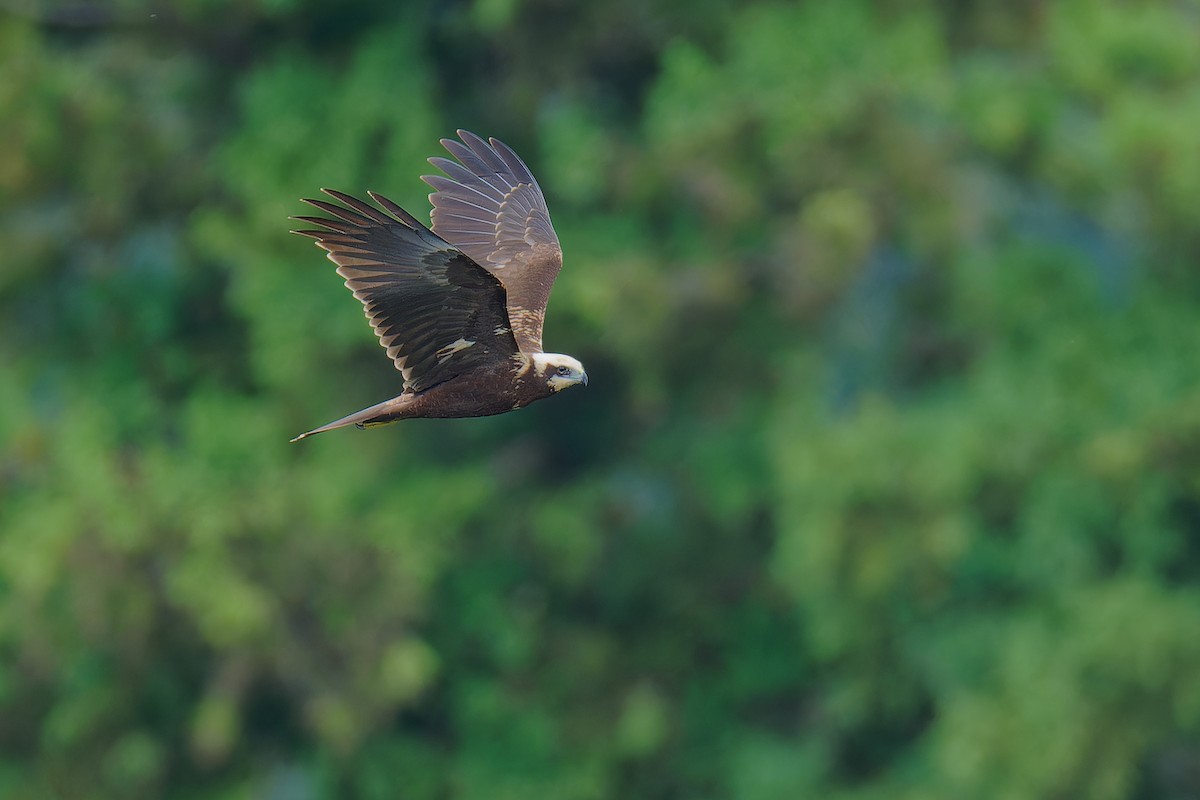 Western Marsh Harrier - ML624534769