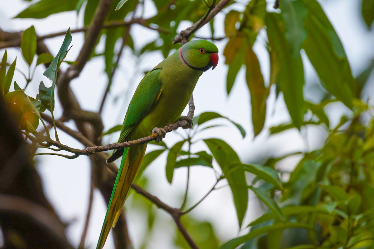 Rose-ringed Parakeet - ML624534770