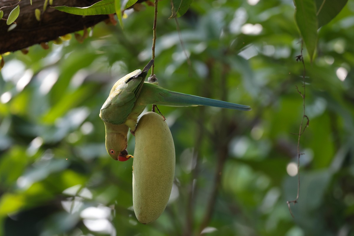 Rose-ringed Parakeet - ML624534772