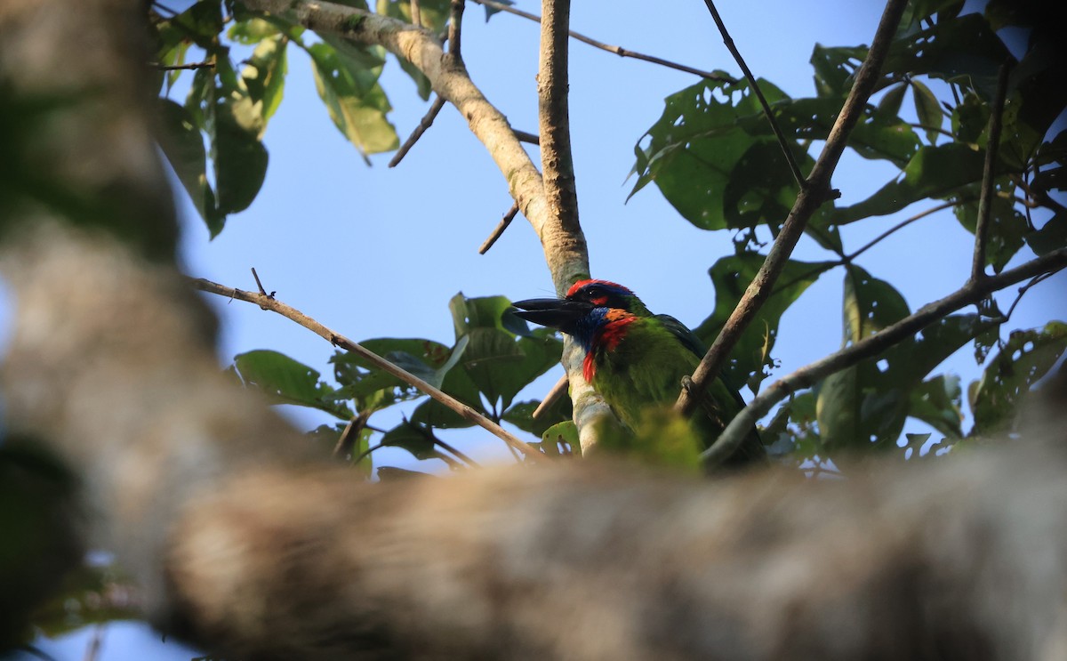 Red-crowned Barbet - ML624534773