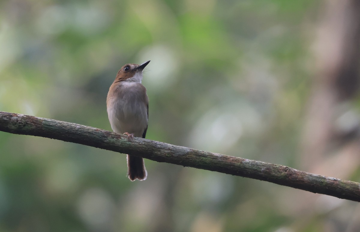 Gray-chested Jungle Flycatcher - ML624534774