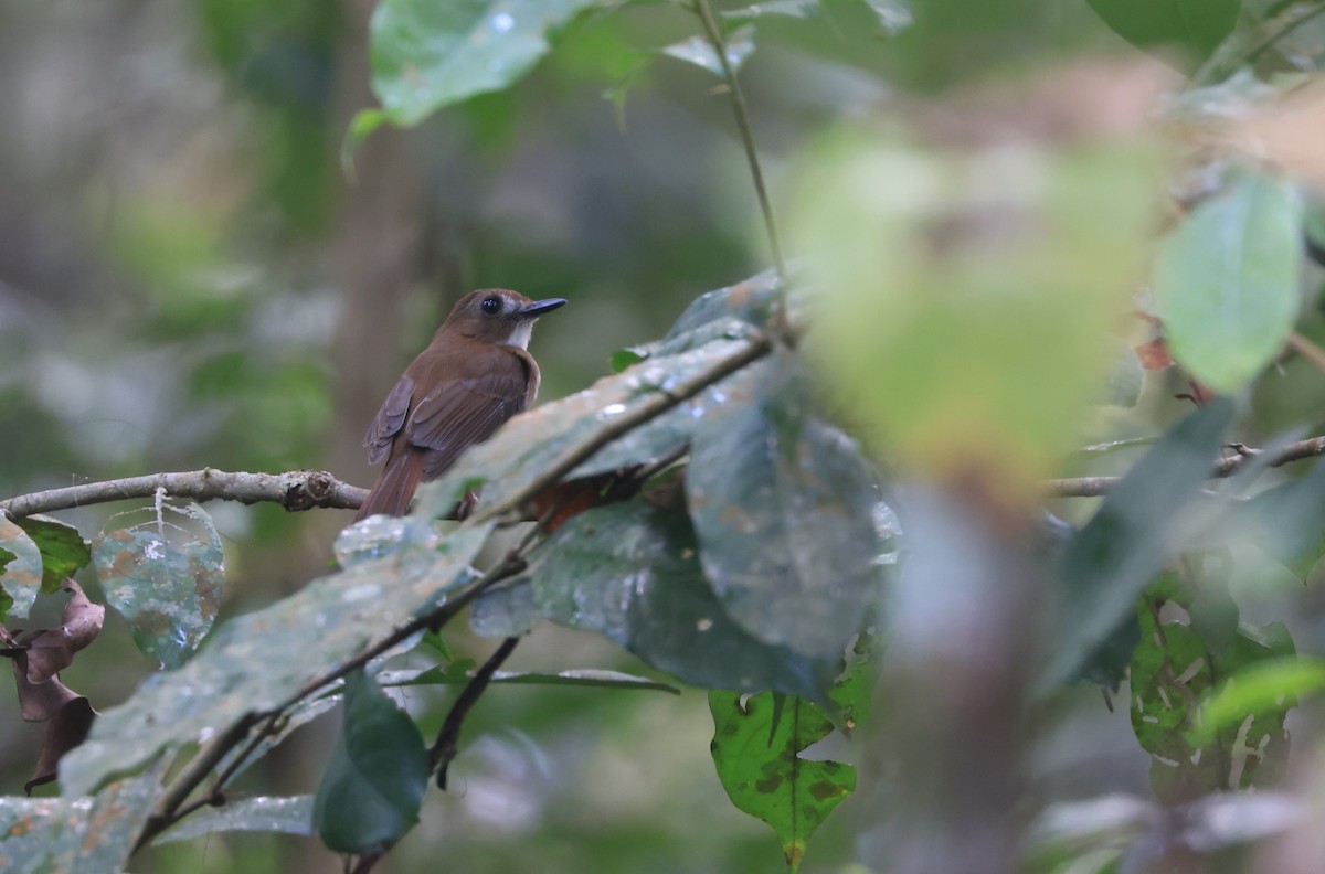 Gray-chested Jungle Flycatcher - ML624534775