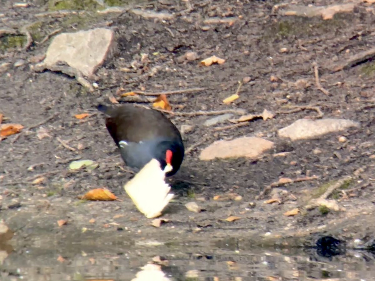 Eurasian Moorhen - ML624534778