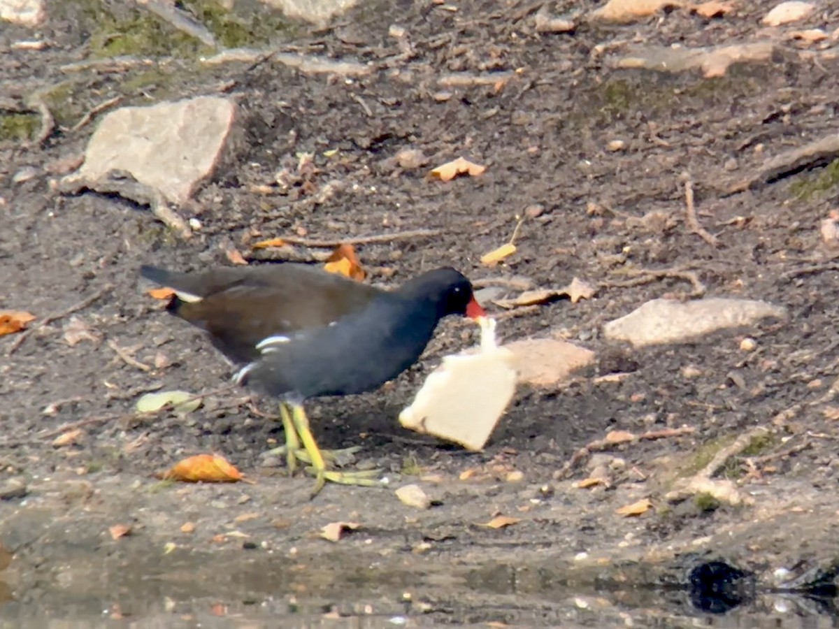 Eurasian Moorhen - ML624534779