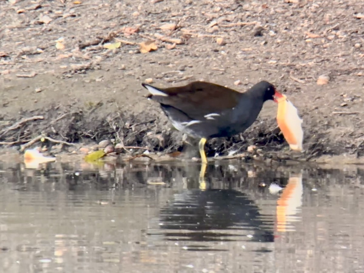 Eurasian Moorhen - ML624534780