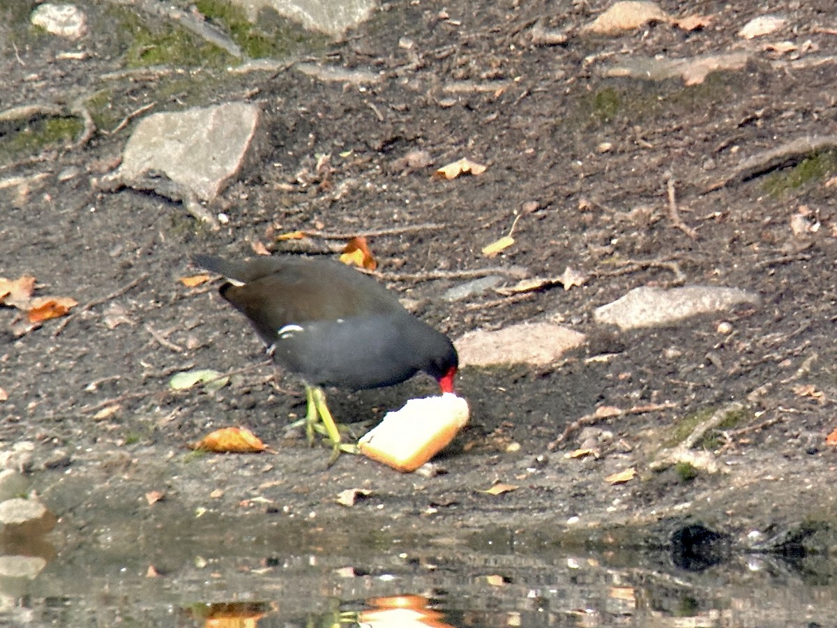 Eurasian Moorhen - ML624534781