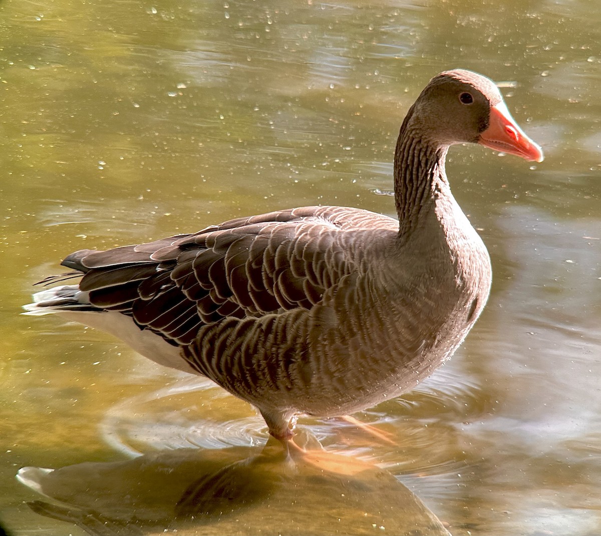 Graylag Goose - ML624534788